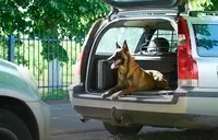 Hond meenemen in hondenbuggy