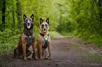 Hondentuig van Julius-K9 IDC