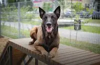 Hondensport toestellen