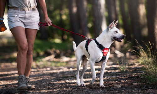 Hond met Julius-K9 hondentuig en riem