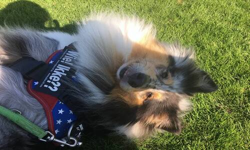 Hond met Julius-K9 hondentuig en gepersonaliseerd label