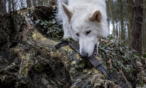 Hond Tony met bijtrol