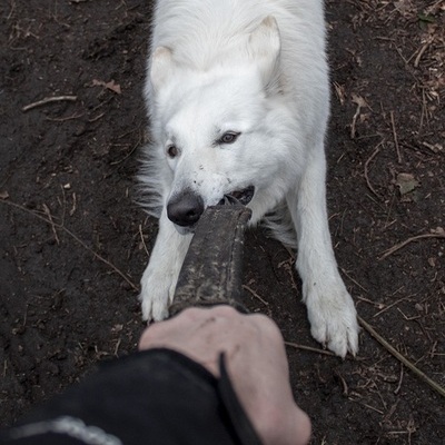 Hond Tony trekkend aan bijtrol