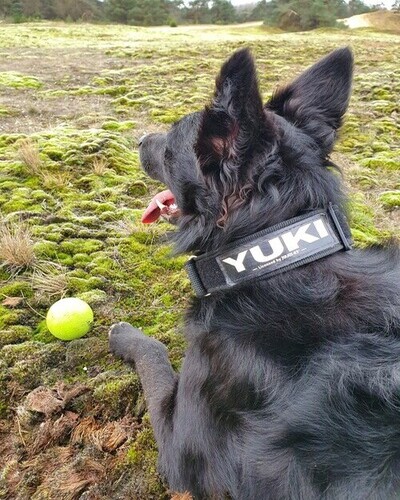 Julius-K9 halsband met eigen naamlabel