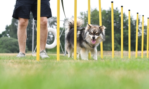 Puppy husky doet agility