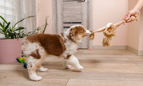 Touwtrekken met hond