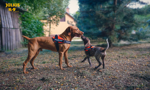 Twee honden in het Julius-K9 hondentuig
