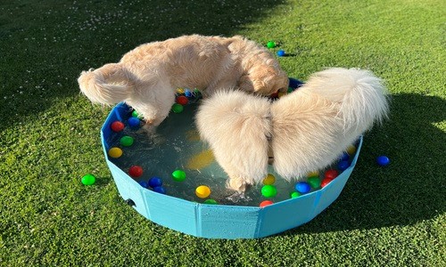 Honden in hondenzwembad