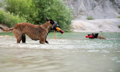 Honden met waterspeelgoed