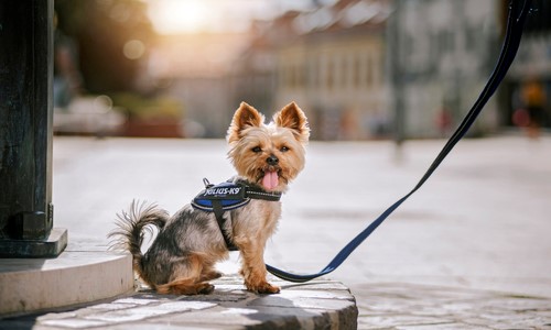 Powair hondentuig voor de zomer