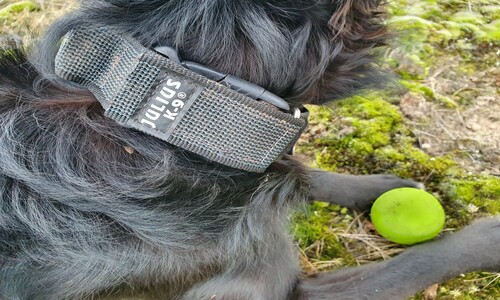 Julius-K9 hondenhalsband