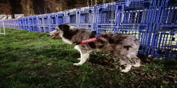 Hond Kushuh staand met julius-K9 hondentuig