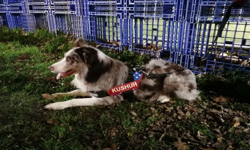 Hond Kushuh liggend in hondentuig