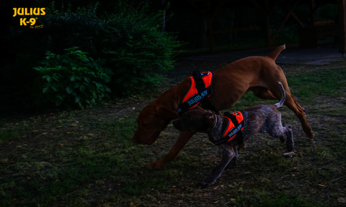 Twee spelende honden in het Julius-K9 hondentuig