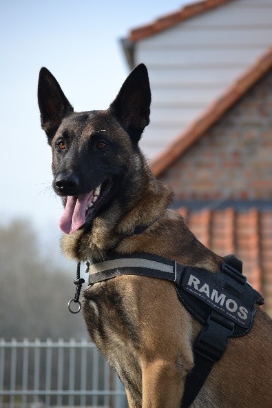 nadering synoniemenlijst Plaatsen Blog :: K9 Shop Nieuws :: Julius K9, ook geschikt voor Mechelse herders