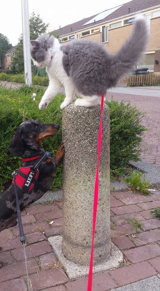 Hond met naamlabel Lief!