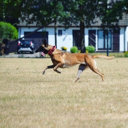 Onze hond lekker rennen