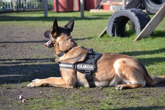 Hond met tuig in de zon