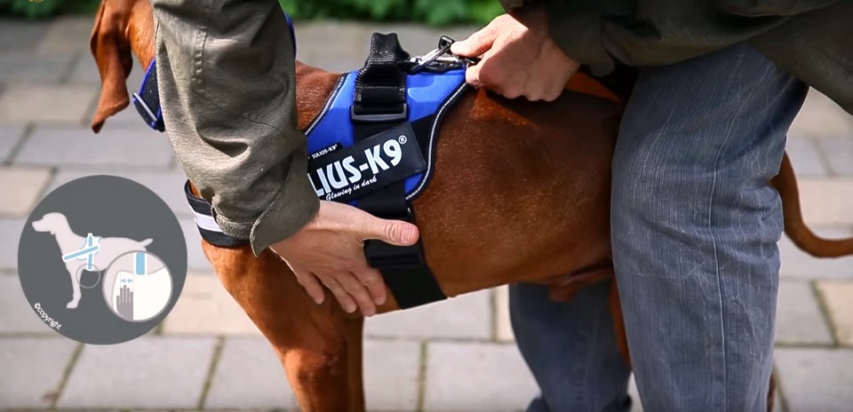 Controleren of hondentuig goed zit, vlakke hand vier vingers tussen voorpoot en verticale band van het hondentuig
