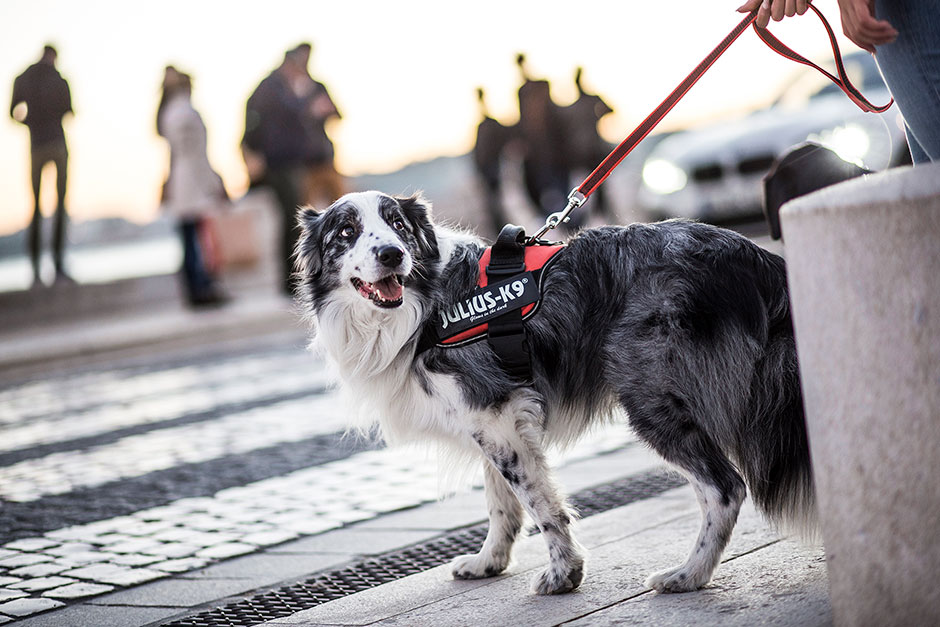 Het Julius-K9 hondentuig