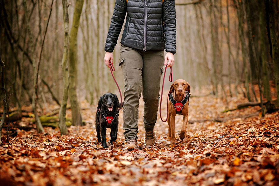 Wandelen met honden in de bossen