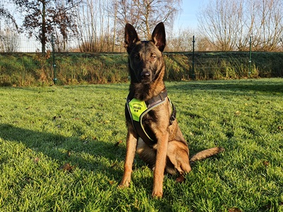Nova met het Julius-K9 hondentuig