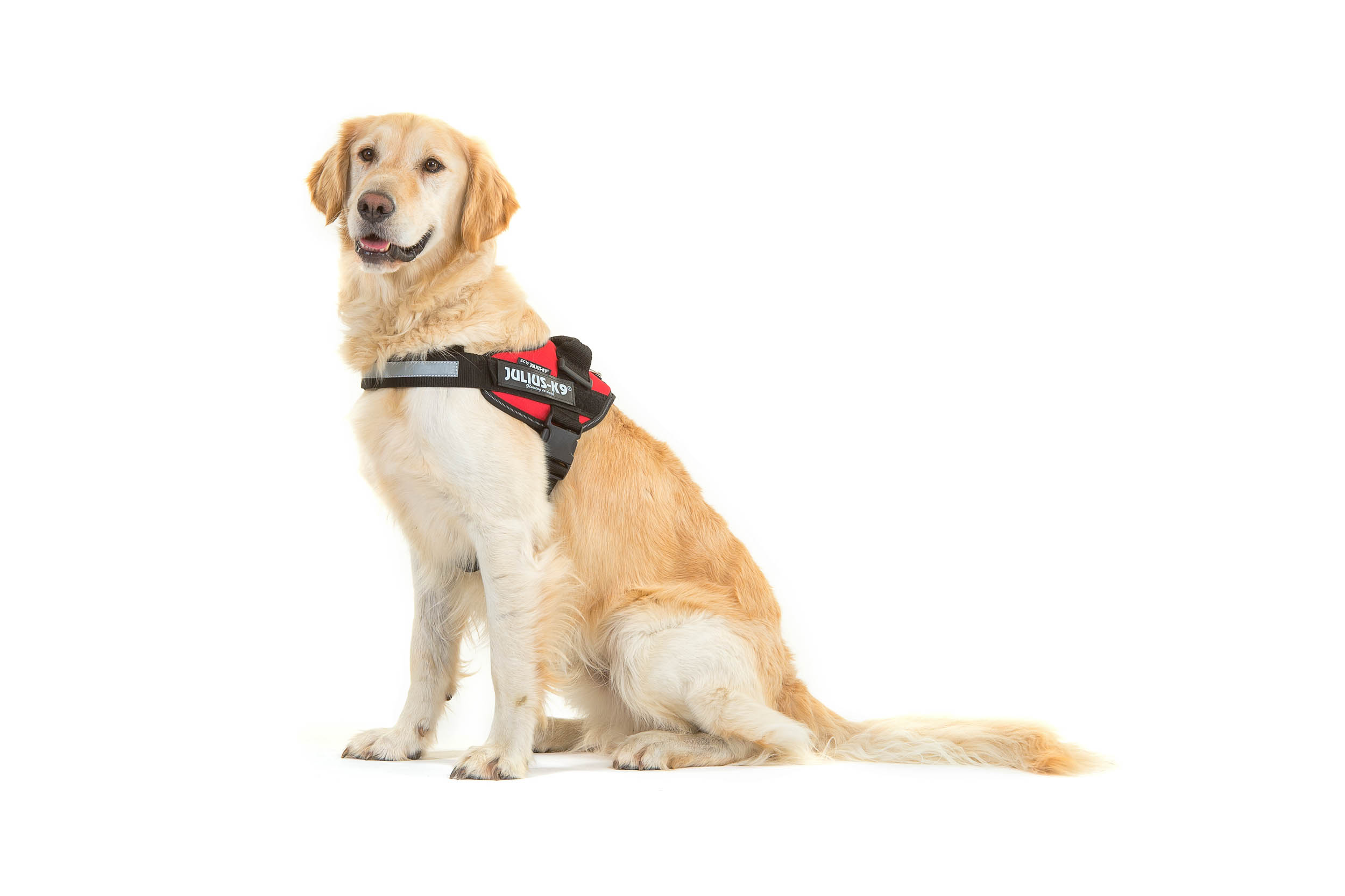 Julius K9 voor honden - Netherlands Julius K9 voor honden - Netherlands