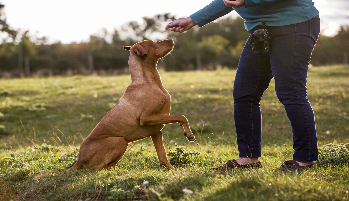 gehoorzaamheid hond