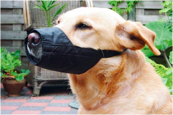 Beeztees Veiligheidsmuilband - Hond - M - 14 cm