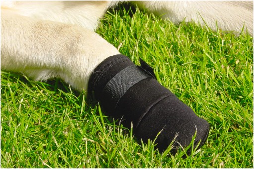 Afbeelding Beschermingsschoen door K-9 Security dogs