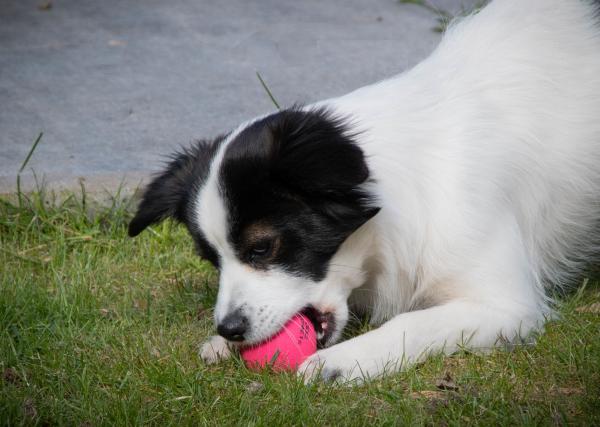 Dog Comets Ball Stardust Roze M
