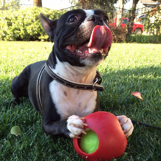 Jolly Ball Teaser Ball M voor honden Rood