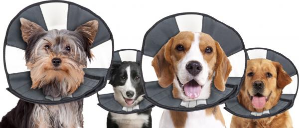 Zenpet Procone L afbeelding
