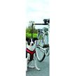 Pawise Hands Free Doggy Bike Exerciser Leash | Fiets