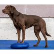 FitPAWS Balance Disc honden - Blauw