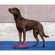 FitPAWS Balance Disc honden - Razzleberry
