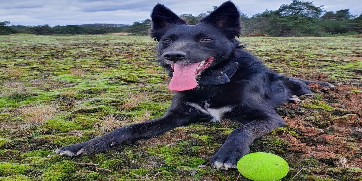 Hond Yuki met Julius-K9 halsband