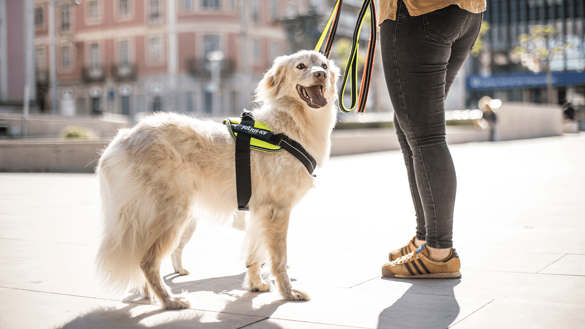 Gastblogger Mandy testte voor K9 Shop de antisliplijn met haar hond Yuki.
