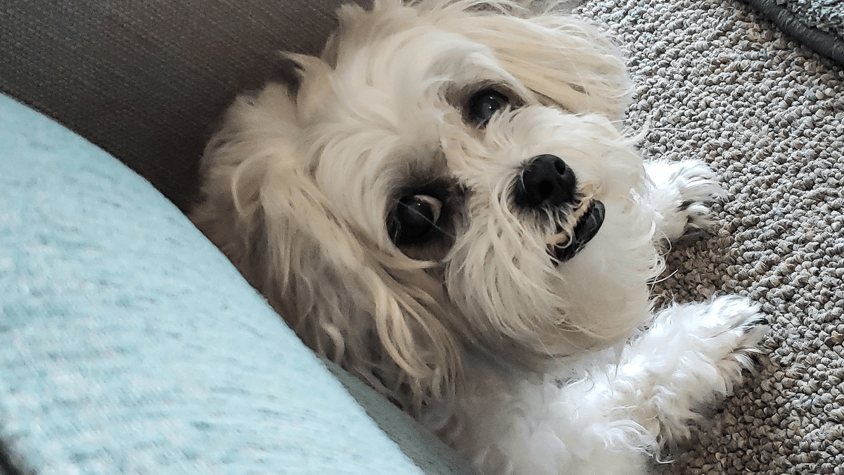 Hond ligt op de vloer en kijkt angstig omhoog.