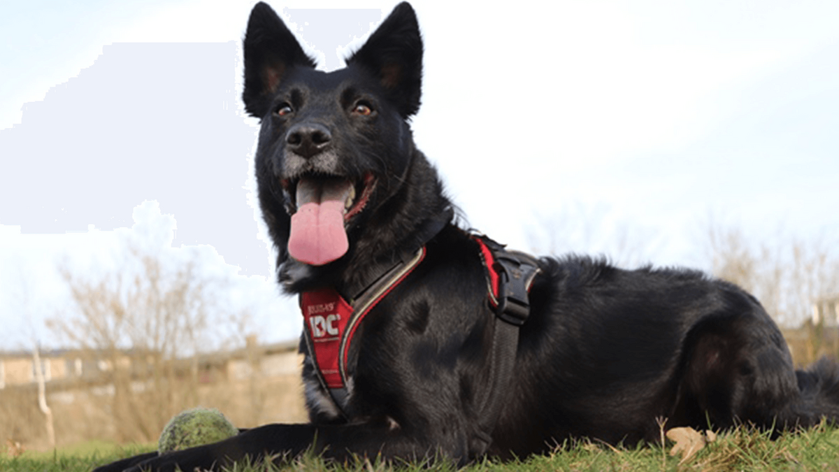 Hond met dondentuig ligt in het gras