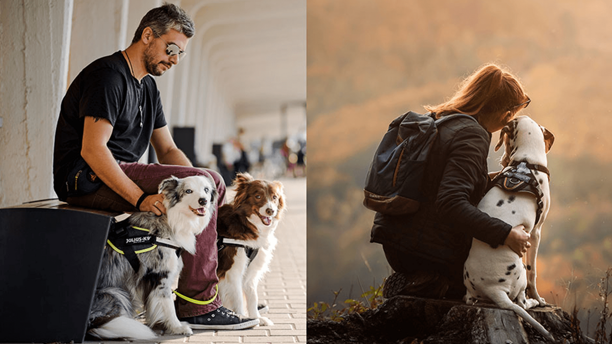 Julius-K9 hondentuigen