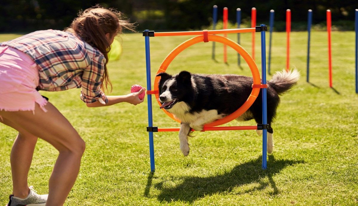 Border collie doet agility