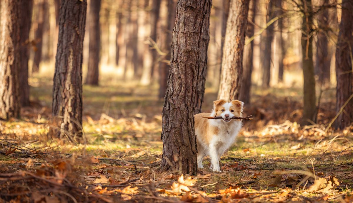 Border collie in de bossen