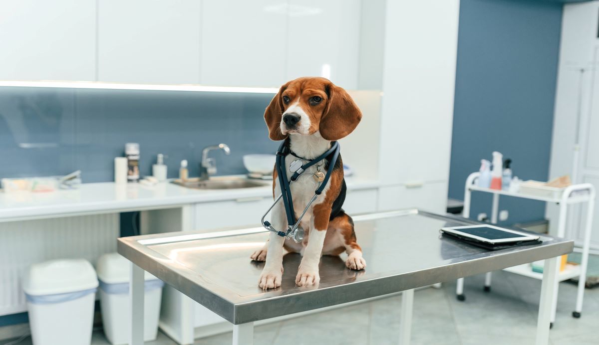 Hond bij de dierenarts