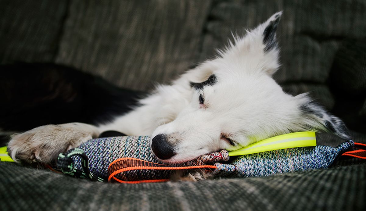 Thuis werken betekent ook een grote verandering voor jouw hond