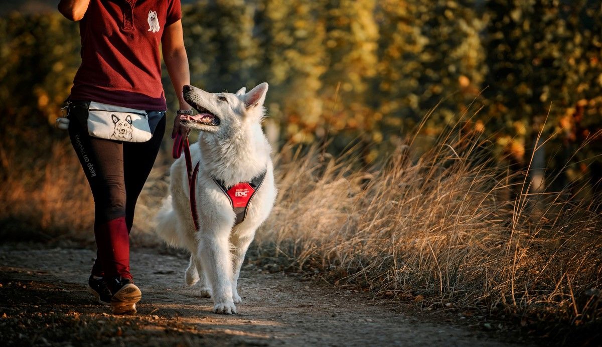 Hond lopend met baasje