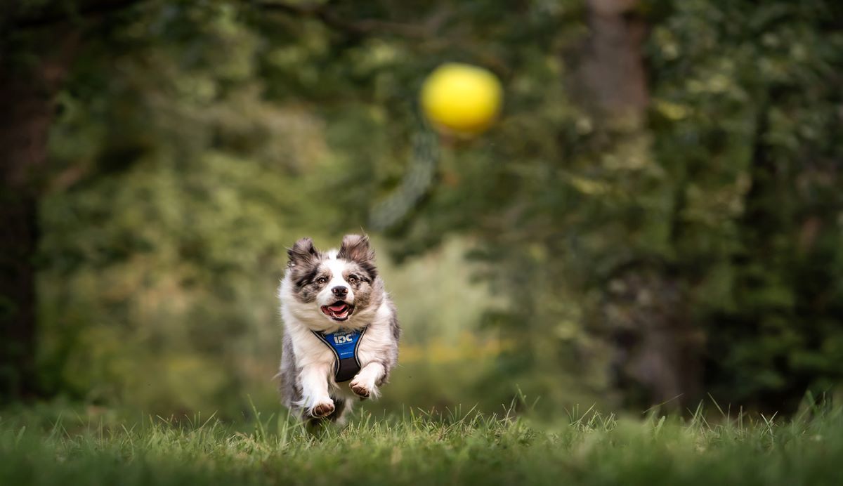 Hond rent achter bal aan in Julius K9 hondentuig