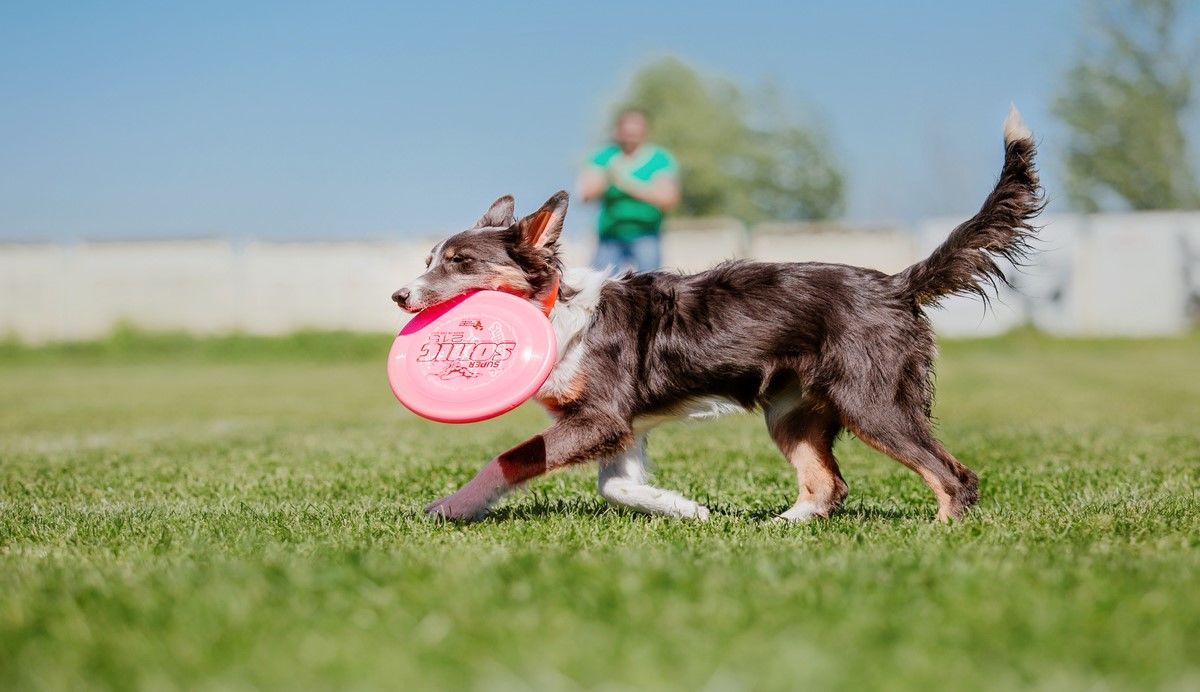 Hond speelt met een frisbee