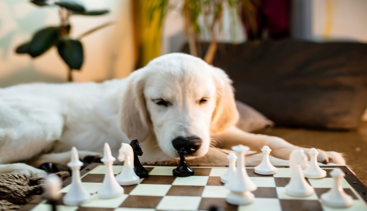 Hond speelt schaken