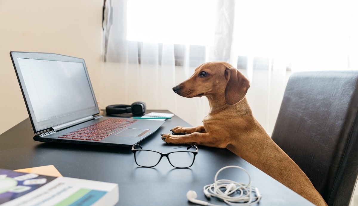 Hond achter laptop